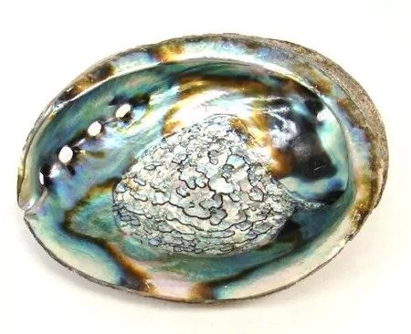 Abalone pärlikarp 12-14 cm